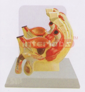 DESK-TYPE, MALE HEALTH URINARY PELVIS MODEL WITH DESCRIPTION PLATE